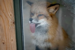 10 причин завести домашнюю лису