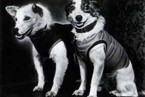 10 самых известных животных в истории