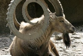 Смешная фотогалерея