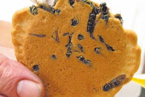 Отвратительные блюда со всего мира, от которых стынет кровь 