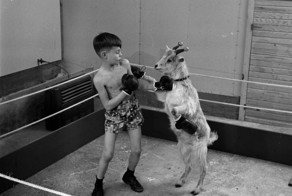 Самые умные животные в мире  