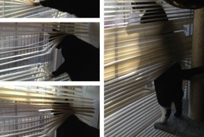 Фотоприкол онлайн бесплатно