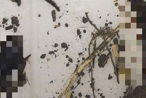 Обычная находка австралийца во дворе своего дома