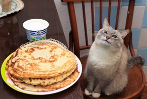 25 котов, которые так похожи на вас