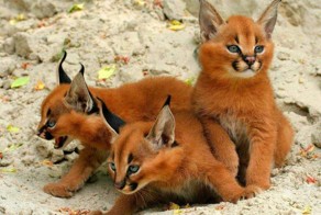 Фотоприкол фото