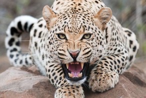 Парень полностью забил себя пятнами, как у леопарда (14 фото)