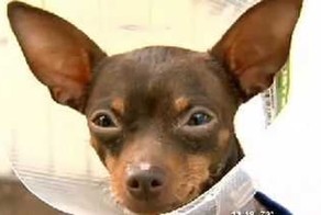 Врачи достали из чихуахуа девять иголок (10 фото)