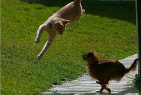 Бесплатный фотоприкол