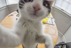 Фотоприкол онлайн бесплатно