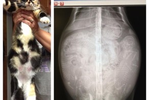 Смешная фотогалерея