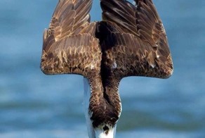 Прикол картинка