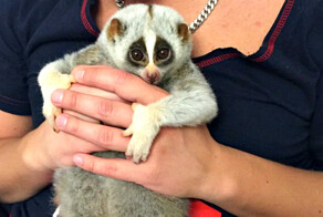 Лемурчик Сарочка