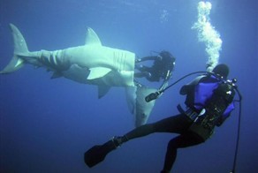 Прикольные фото и картинки от zubrilov за 17.07.2013 №161951