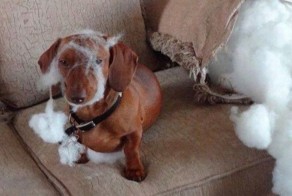 Фотоприкол недели