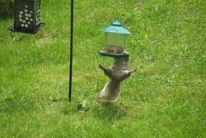 Бесплатный фотоприкол