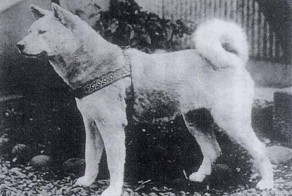 Хатико - самый верный в мире пес (7 фото)