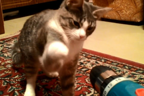 Кот против шуруповерта