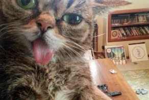 Свежий фотоприкол