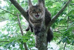 Как снять кота с дерева