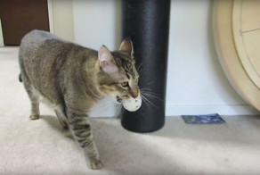 Кормушка, которая заставит кота поохотиться