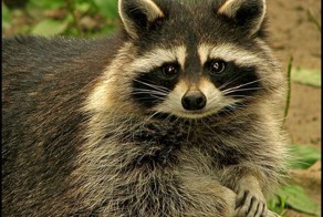 Фотоприкол дня