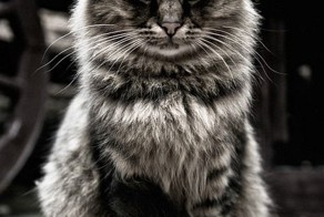 Фотоприкол