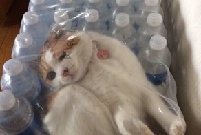 23 кота, которые были наказаны за свое любопытство