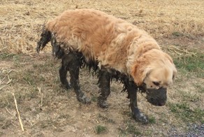 Фотоподборка за 10.08.2015