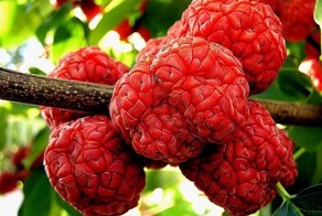 Бананы со вкусом картошки, помидоры желтого цвета, фиолетовая морковка