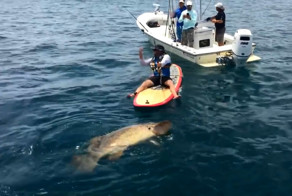 Мужик поймал гигантского окуня