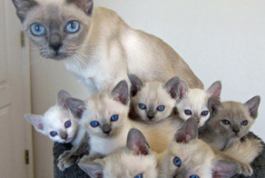 50 кошек и их маленькие копии