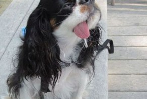 Фотоприкол онлайн бесплатно