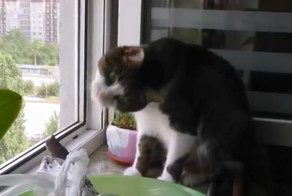 Сила воли кота