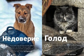 Проект о бездомных животных, который затронет каждого до глубины души