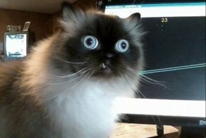 Важные события в жизни котиков за прошлую неделю