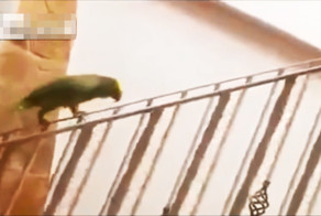 Попугай катается на перилах