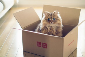 Почему кошки так любят коробки