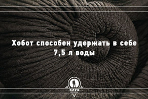 10 занимательных фактов о слонах