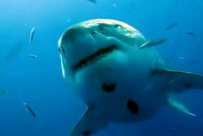 "Челюсти" без спецэффектов