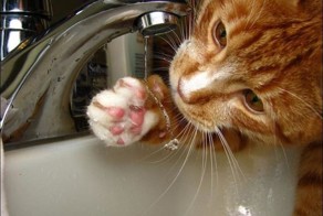 Фотоприкол онлайн