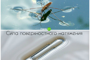 Элементарная физика в живой природе: поймёт даже ясельная группа
