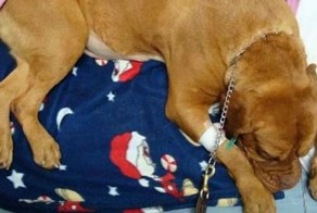 Собаки - новый способ перевозки контрабанды (10 фото)