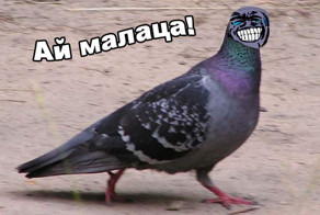 Голубиная доставка в тюрьму