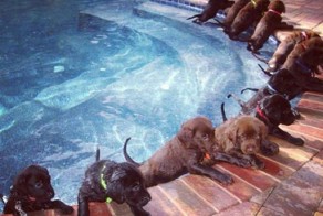 Новый фотоприкол