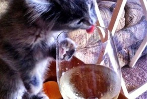 Юмор прикол