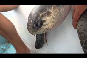 Тяжёлая история со счастливым концом: извлечение из ноздри морской черепахи коктейльной трубочки