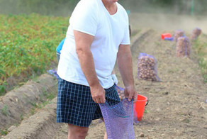 Александр Лукашенко показал, как нужно собирать картошку