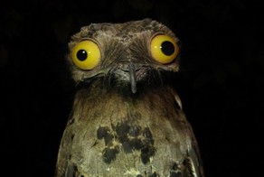 Исполинский козодой всегда в ужасе