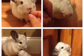 Фотоприкол онлайн