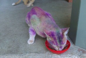 Пикантный фотоприкол